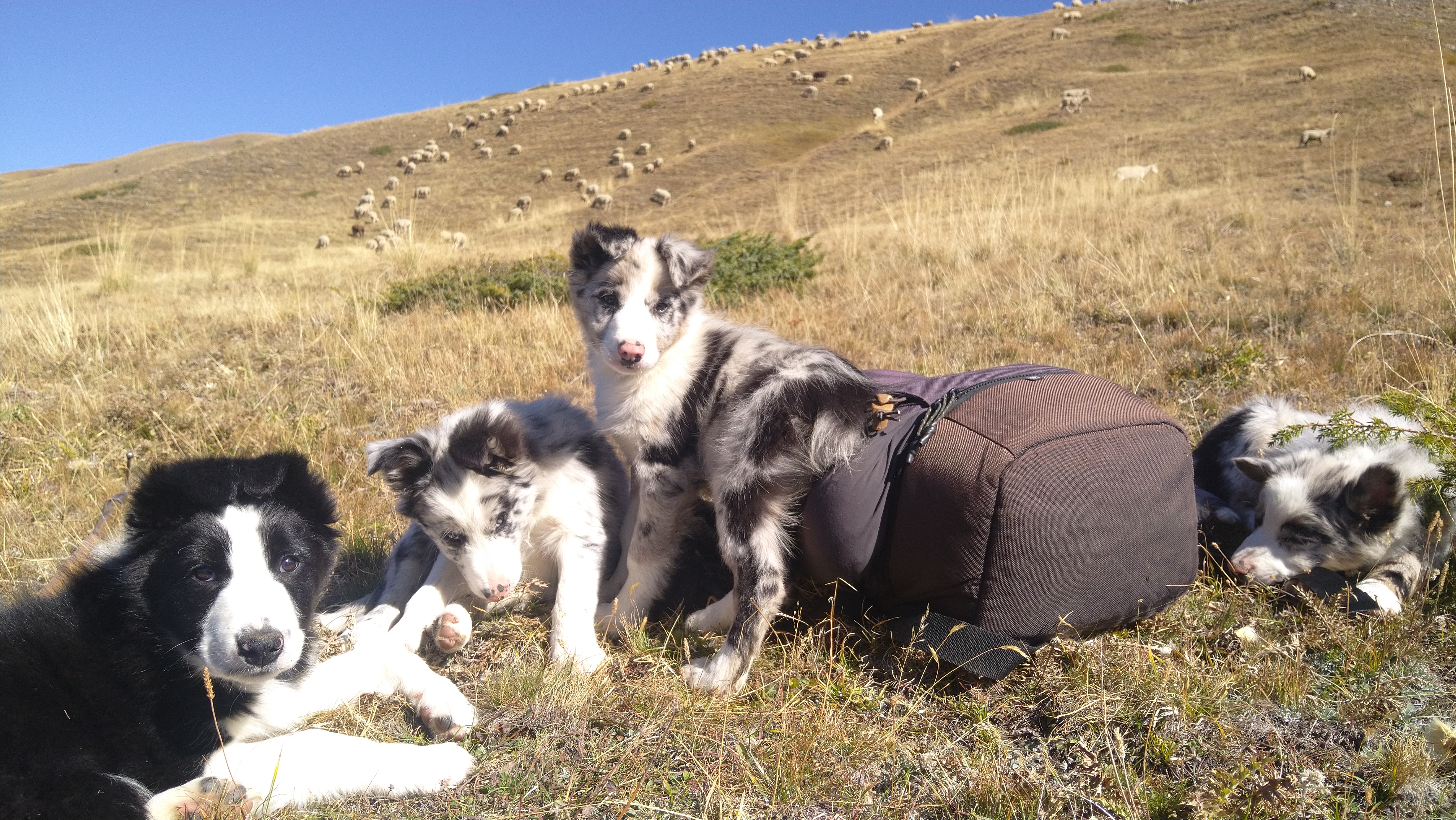 Chiots en formation
